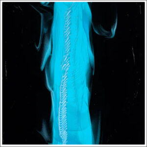 Bullseye Glascadia White Opalescent & Turquoise Transparent Double Cascade 90 C.O.E. Glass